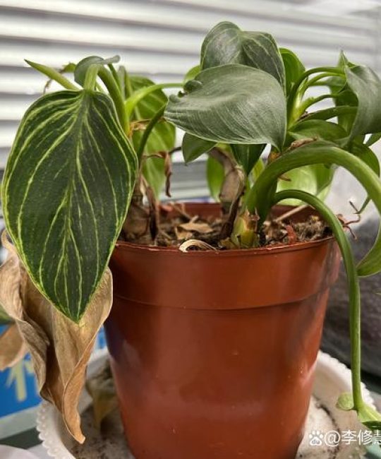 植物烂根是什么原因？家庭盆栽根系拯救全指南