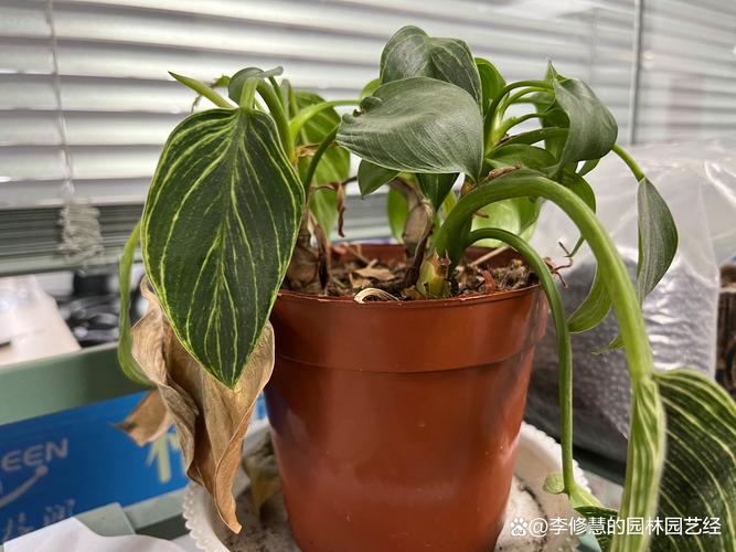 植物烂根是什么原因?家庭盆栽根系拯救全指南 植物烂根是什么原因?家庭盆栽根系拯救全指南