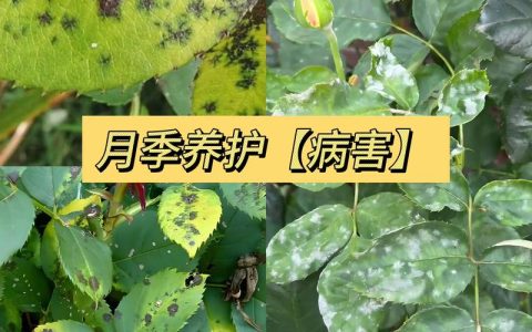 月季花叶片上白灰灰是什么？白粉病识别与防治全指南