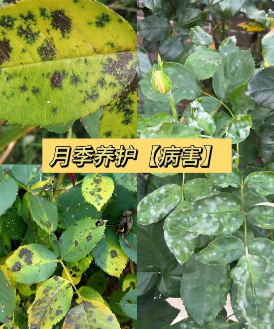 月季花叶片上白灰灰是什么？白粉病识别与防治全指南