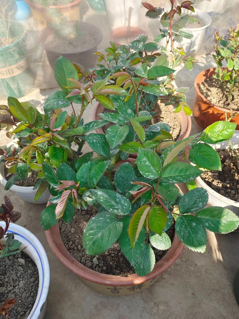 月季花叶片上白灰灰是什么?白粉病识别与防治全指南 修剪促花与病害控制:恢复植株健康