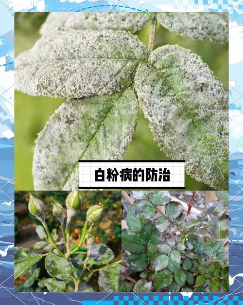 月季花叶片上白灰灰是什么?白粉病识别与防治全指南 常见误区与纠正