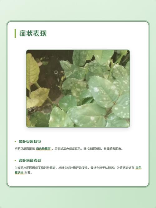 月季花叶片上白灰灰是什么?白粉病识别与防治全指南 总结:核心可执行动作