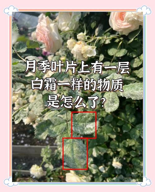 月季花叶片上白灰灰是什么?白粉病识别与防治全指南 常见问题解答