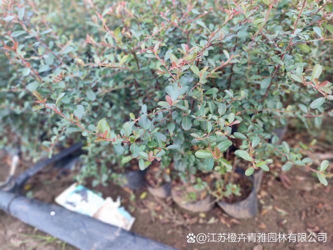火棘树苗多少钱一棵?规格、产地、采购量影响报价详解 火棘树苗多少钱一棵?规格、产地、采购量影响报价详解