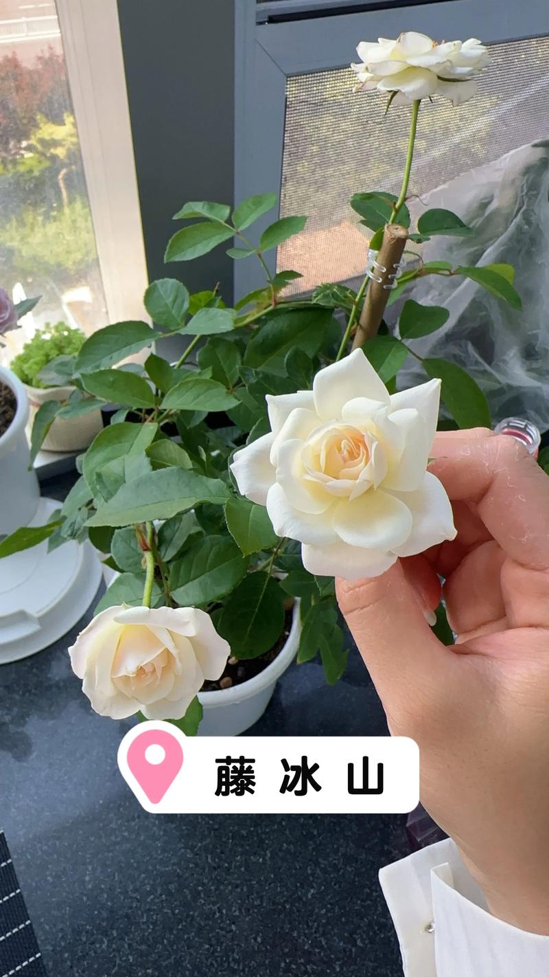 藤冰山月季一年开几次花?花期管理与养护全攻略 藤冰山月季一年开几次花?花期管理与养护全攻略