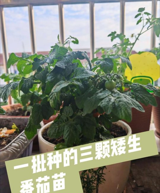 西红柿苗要掐头吗？掌握摘心整枝技巧，产量翻倍