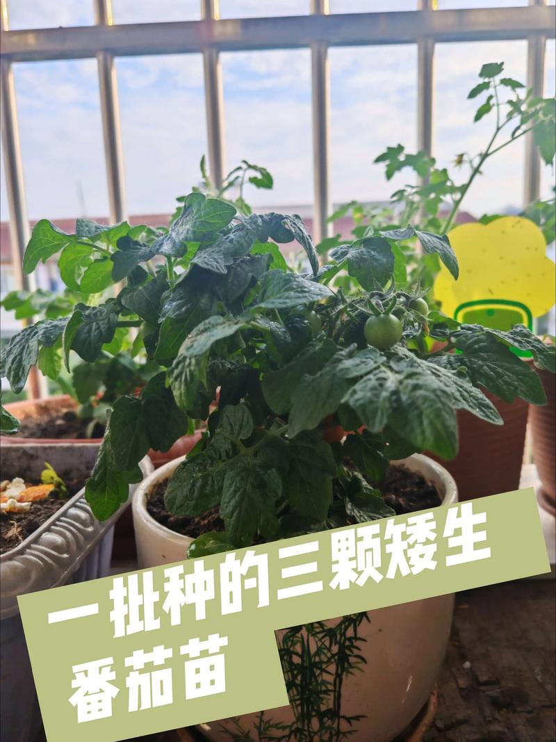 西红柿苗要掐头吗?掌握摘心整枝技巧,产量翻倍 西红柿苗要掐头吗?掌握摘心整枝技巧,产量翻倍