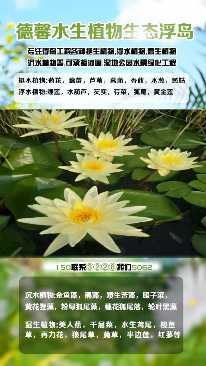 睡莲苗采购指南:如何识别优质供应商与避免陷阱 常见错误与风险预警
