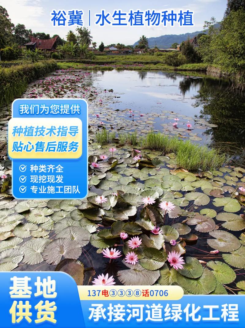 睡莲苗采购指南:如何识别优质供应商与避免陷阱 总结:三步锁定可靠供应商
