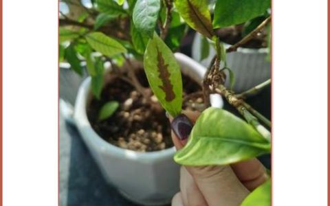 栀子花叶子发黑干枯是什么原因及养护指南