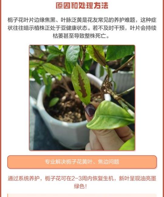 栀子花叶子发黑干枯是什么原因及养护指南