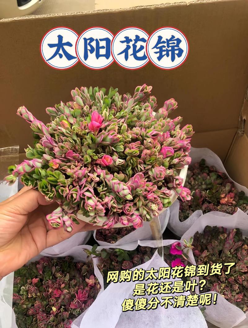 太阳花锦能过冬吗?冬季养护全攻略与盆栽/地栽选择指南 越冬与越夏管理