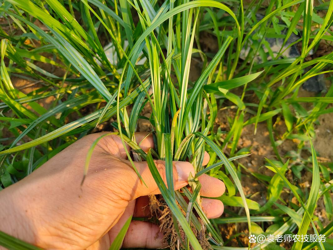 农达和草甘膦的区别及除草效果对比