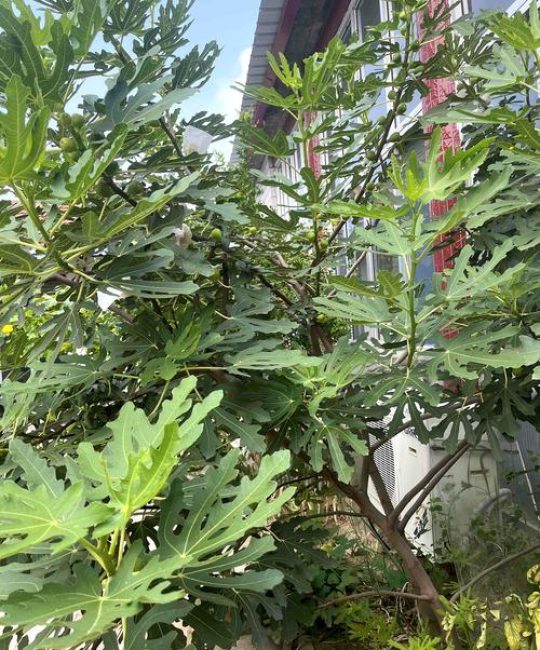 无花果树能长多高？品种高度差异与科学管理指南