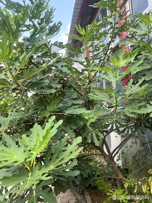 无花果树能长多高?品种高度差异与科学管理指南 无花果树能长多高?品种高度差异与科学管理指南