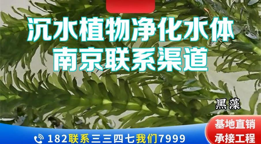 苦草哪里买?采购渠道与品质核查全指南(2026版) 第一步:明确需求与渠道初筛