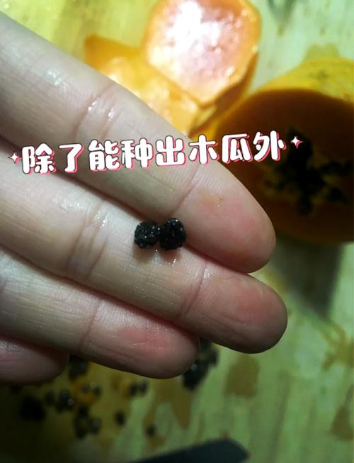 木瓜的籽有什么用?园艺爱好者必知的三大妙用 二、堆肥核心:让木瓜籽变成有机肥