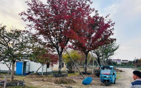 榉树与榆树的区别：外观、习性及庭院应用全解析