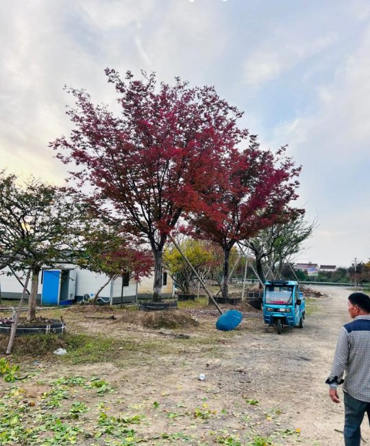榉树与榆树的区别：外观、习性及庭院应用全解析