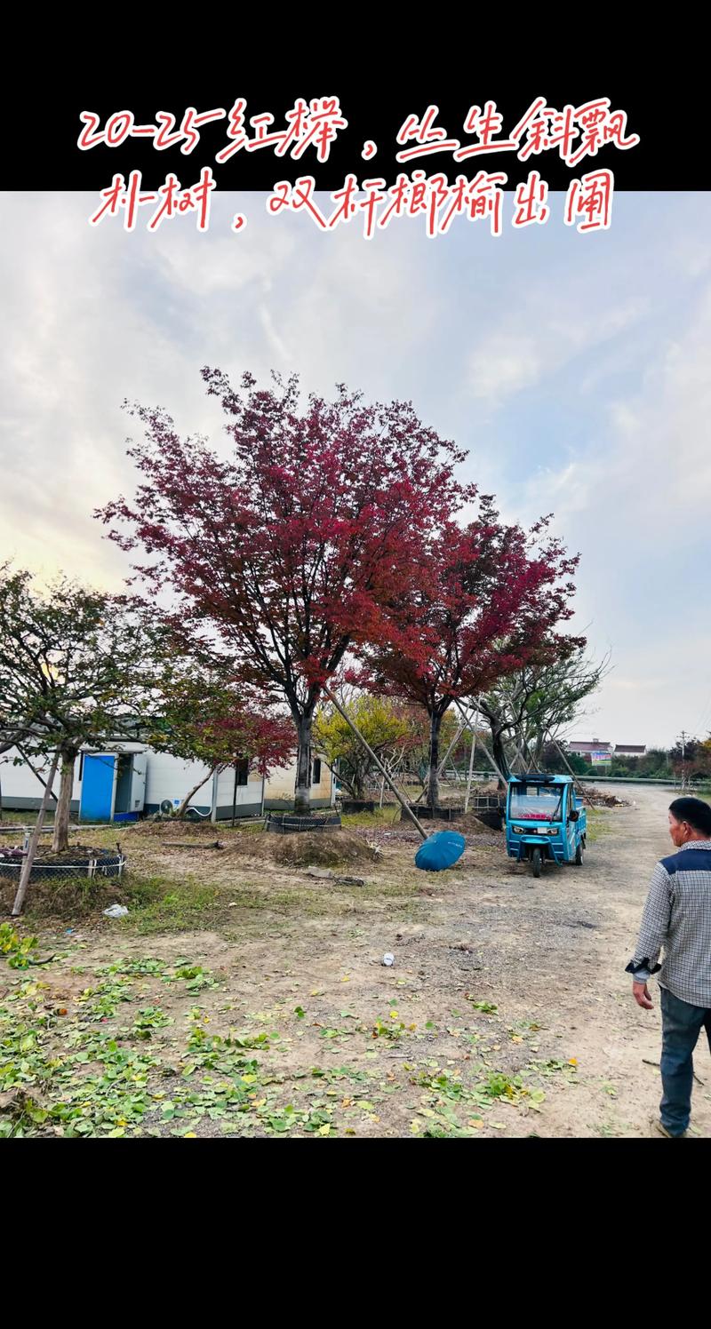 榉树与榆树的区别:外观、习性及庭院应用全解析 榉树与榆树的区别:外观、习性及庭院应用全解析