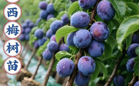 西梅树苗多少钱一棵？规格、品种、季节与采购量影响报价