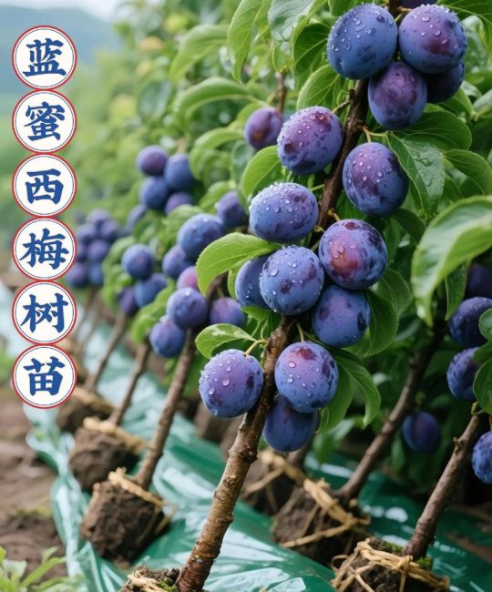 西梅树苗多少钱一棵？规格、品种、季节与采购量影响报价