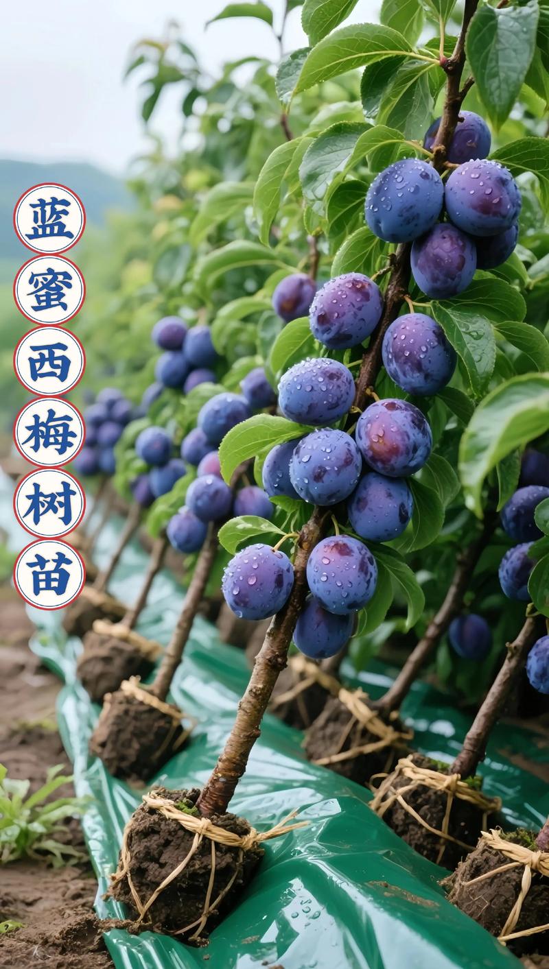 西梅树苗多少钱一棵?规格、品种、季节与采购量影响报价 西梅树苗多少钱一棵?规格、品种、季节与采购量影响报价