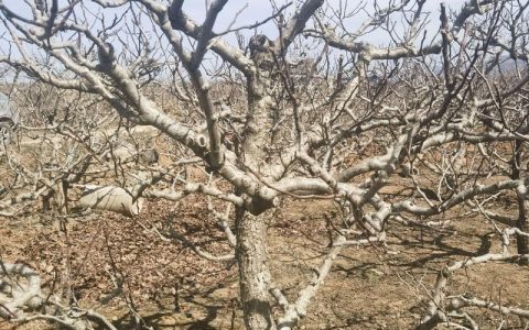 山楂树容易栽活吗？结论先说