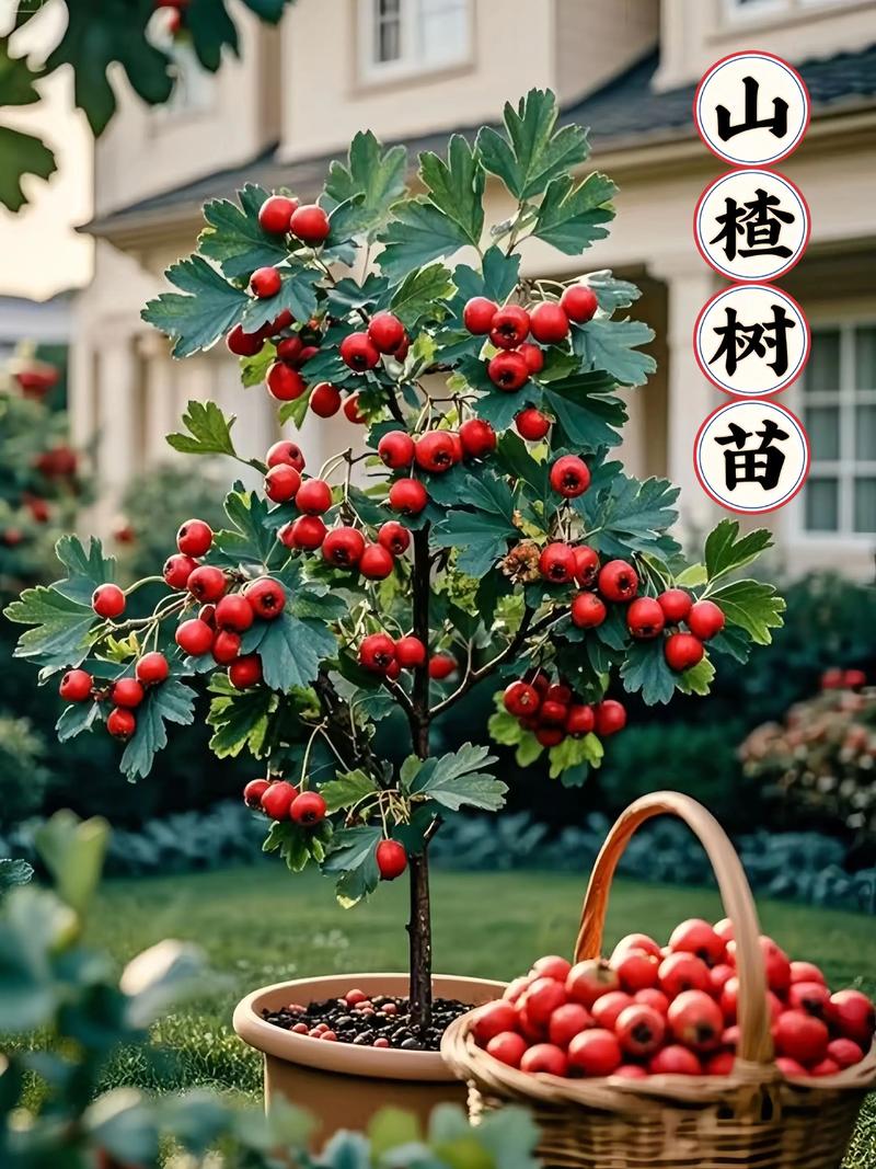 山楂树容易栽活吗?结论先说 四、栽植深度要准,不能埋太深