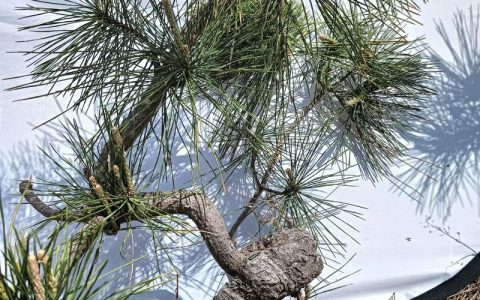 松树品种大全：常见松树图片与特征解析