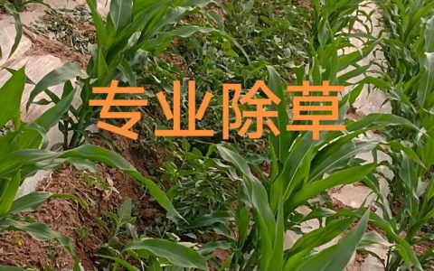 除草剂几天有效果？草甘膦等主流除草剂见效时间与使用指南
