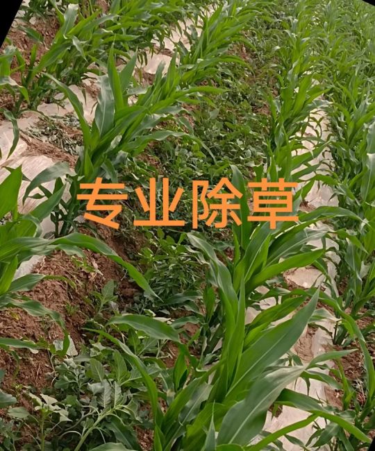 除草剂几天有效果？草甘膦等主流除草剂见效时间与使用指南