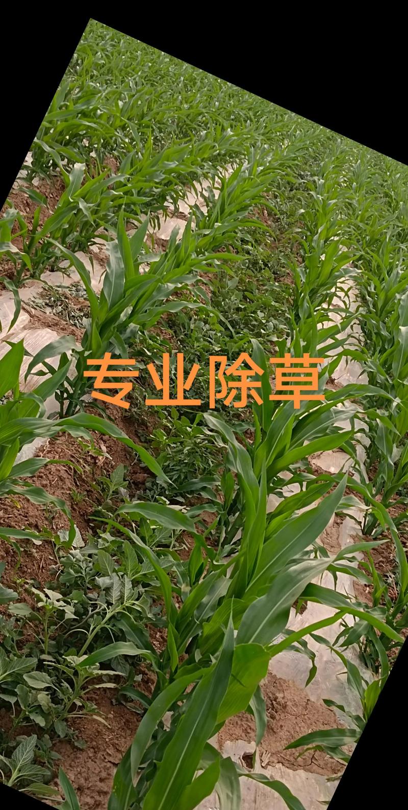 除草剂几天有效果?草甘膦等主流除草剂见效时间与使用指南 除草剂几天有效果?草甘膦等主流除草剂见效时间与使用指南