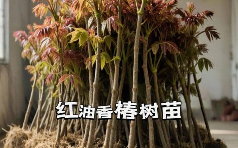 香椿树苗批发价格是多少？规格、季节、数量影响报价