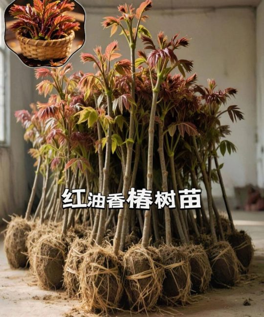 香椿树苗批发价格是多少？规格、季节、数量影响报价