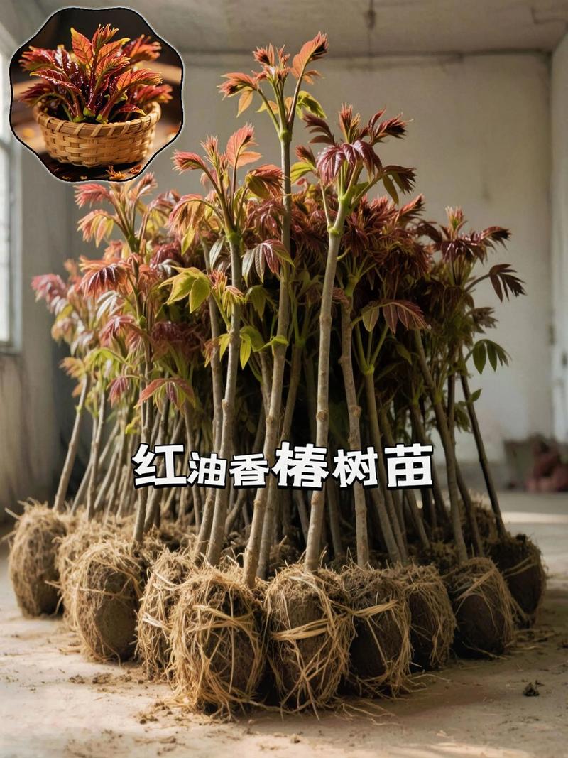 香椿树苗批发价格是多少？规格、季节、数量影响报价