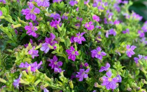 六月种花全攻略：月季、绣球、茉莉怎么种才成活？