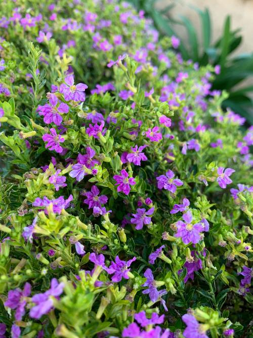 六月种花全攻略:月季、绣球、茉莉怎么种才成活? 六月种花全攻略:月季、绣球、茉莉怎么种才成活?