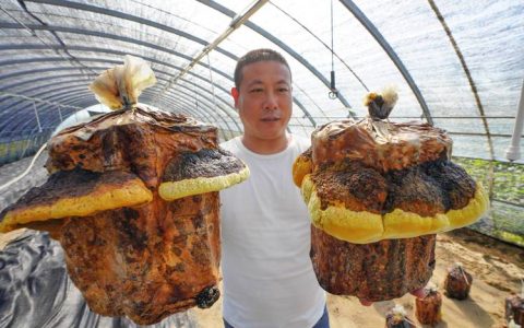 桑黄种植技术指南：高收益药用真菌的规范化栽培全流程