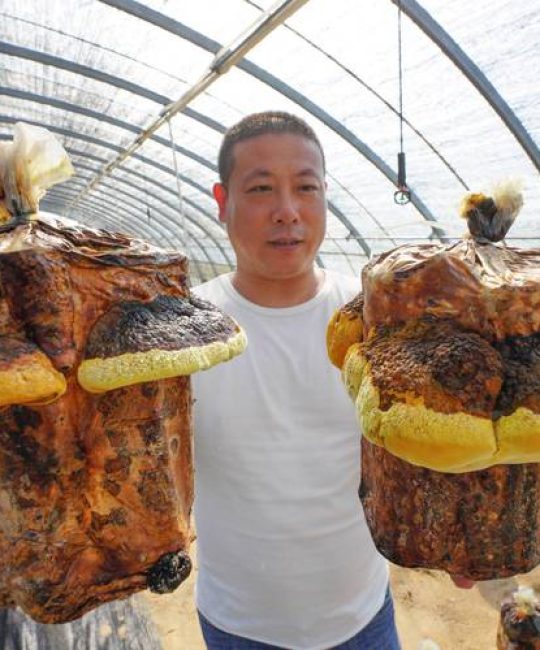 桑黄种植技术指南：高收益药用真菌的规范化栽培全流程