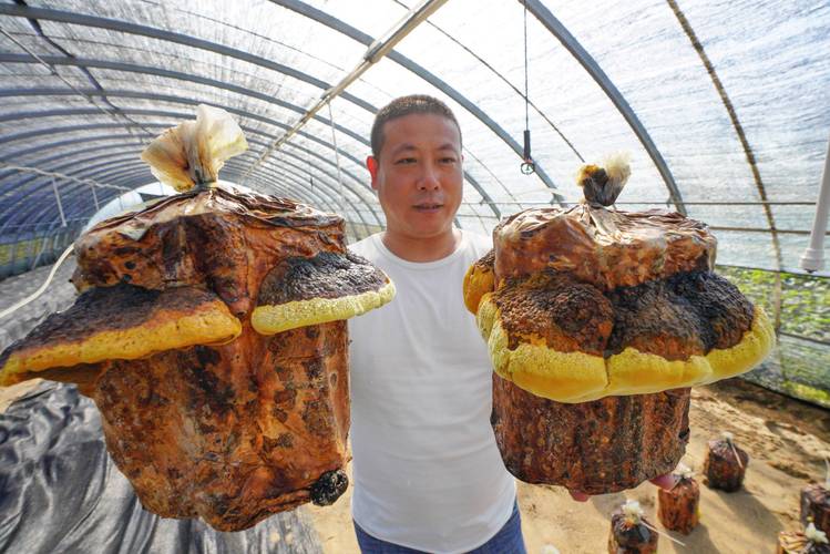桑黄种植技术指南:高收益药用真菌的规范化栽培全流程 桑黄种植技术指南:高收益药用真菌的规范化栽培全流程