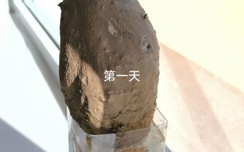 地瓜发芽了怎么种盆栽？家庭种植全攻略