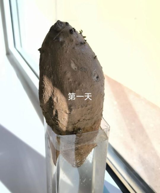 地瓜发芽了怎么种盆栽？家庭种植全攻略