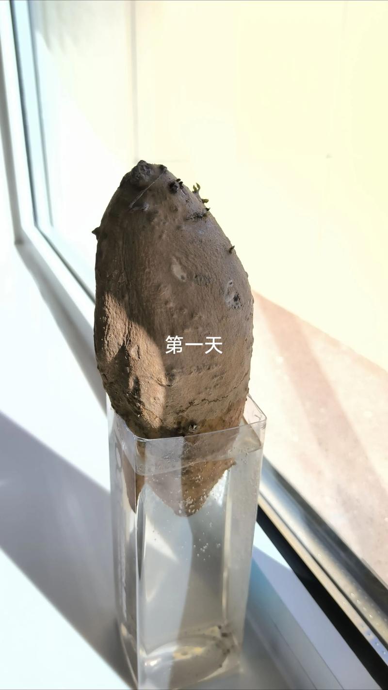地瓜发芽了怎么种盆栽?家庭种植全攻略 地瓜发芽了怎么种盆栽?家庭种植全攻略