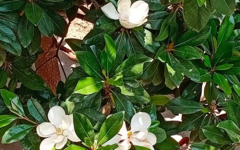 广玉兰是常绿还是落叶？行道树与庭院乔木选购移栽全指南：树形、遮荫、规格、支撑修剪