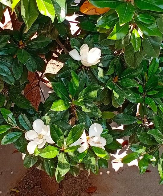 广玉兰是常绿还是落叶？行道树与庭院乔木选购移栽全指南：树形、遮荫、规格、支撑修剪