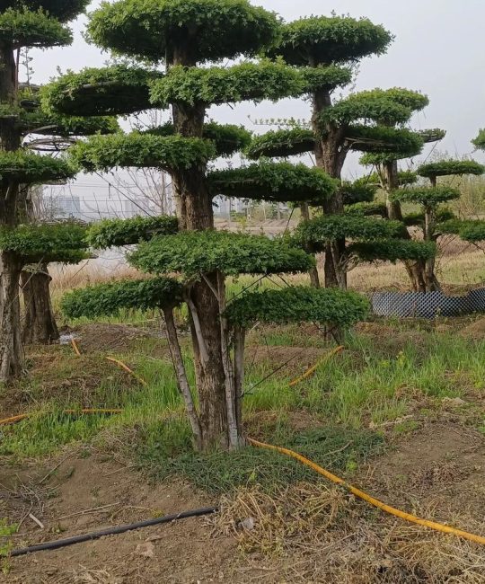 对节白蜡：中国特有的珍稀园林树种与造型艺术