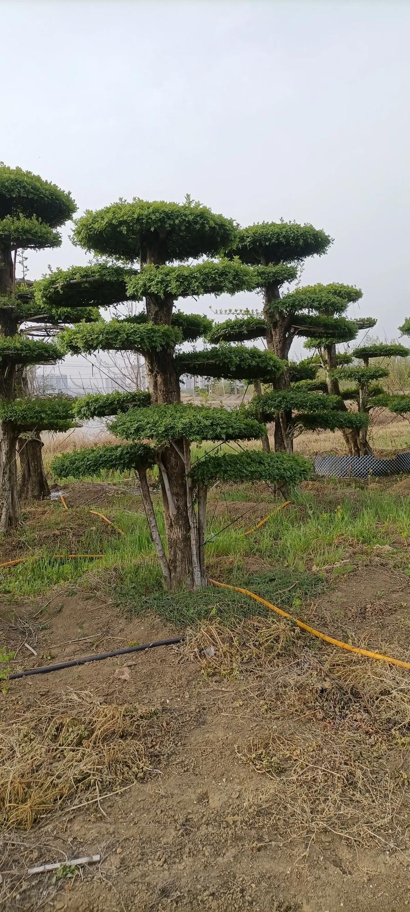 对节白蜡:中国特有的珍稀园林树种与造型艺术 对节白蜡:中国特有的珍稀园林树种与造型艺术