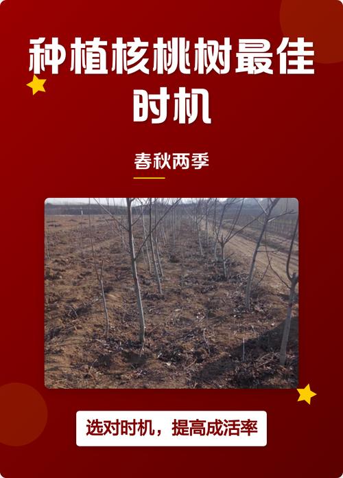 桃树苗栽种时间权威指南:秋季栽植与春季栽植的最佳选择 总结验证:秋栽桃树苗的5个关键步骤确保当年成活